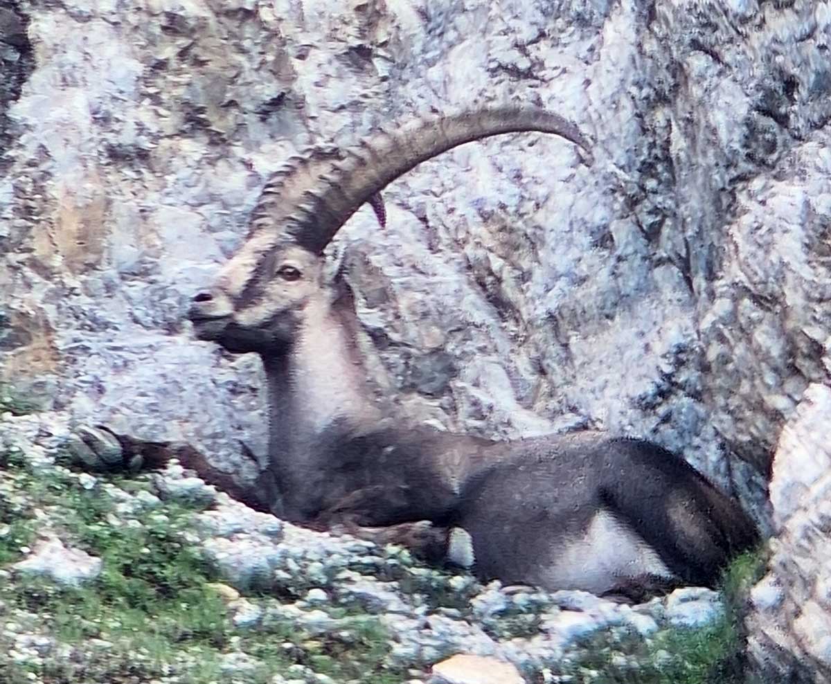 10jähriger Steinbock